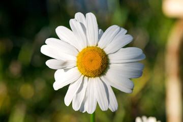 Pure white chamomile flowers welcome the spring season.