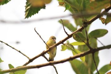 Obraz premium robin on a branch