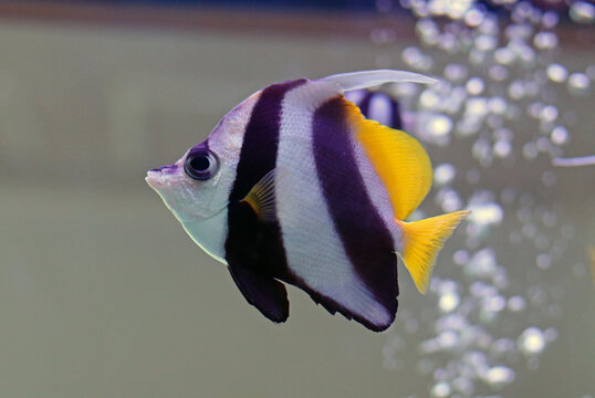 Pennant coralfish (Heniochus acuminatus), known as the longfin bannerfish, reef bannerfish or coachman yellow and black stripped fish in an aquarium, family Chaetodontidae native in Indo-Pacific area.