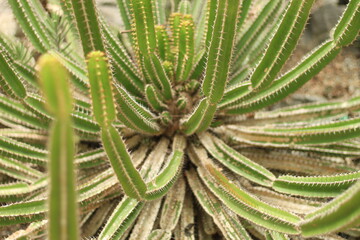 Cactus