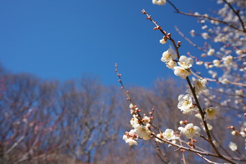春の訪れを知らせる梅の花の開花