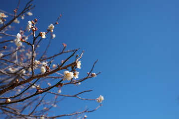 春の訪れを知らせる梅の花の開花