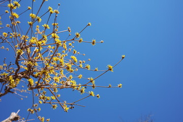 春の訪れを知らせる美しい黄色の花