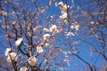 春の訪れを知らせる梅の花の開花