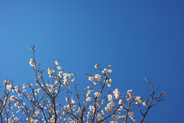 春の訪れを知らせる梅の花の開花