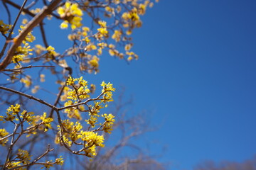 春の訪れを知らせる美しい黄色の花
