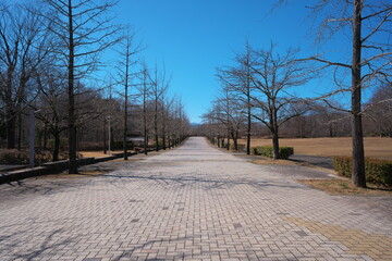 快晴の日の静かな公園の遊歩道