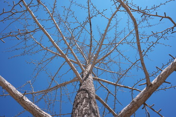青空と葉が落ちた木