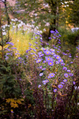 Autumn Aster in garden. Undersized varieties. Small garden Astra flowers. Group of Alpine asters 