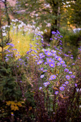 Obraz premium Autumn Aster in garden. Undersized varieties. Small garden Astra flowers. Group of Alpine asters 