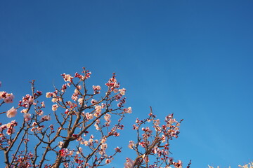春の訪れを知らせる梅の開花