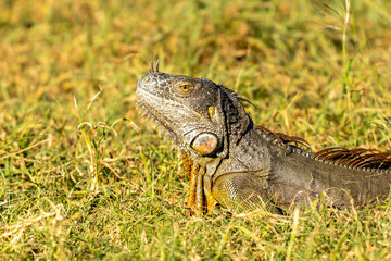 Disparo de enfoque selectivo de una iguana en pastizales