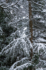 dense pine tree leaves covered with snow in the park