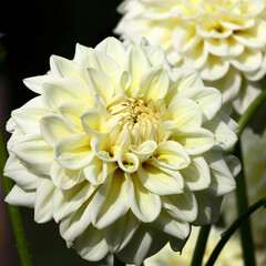 White fresh flowers of a dahlia in water drops after a rain on a black background.