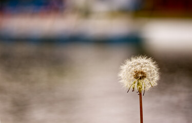 dandelion seed head