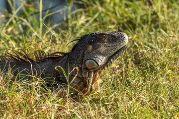 Disparo de enfoque selectivo de una iguana en pastizales