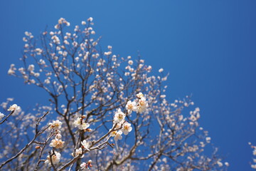 春の訪れを知らせる梅の開花