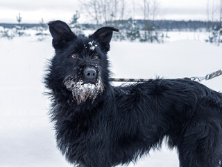 Naklejka premium Black pet dog with snow.. Playing with the snow. Adorable dog enjoying her time, winter time. Copy space