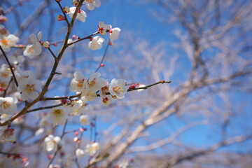 春の訪れを知らせる梅の開花