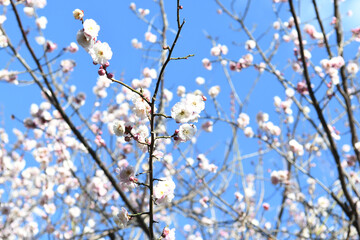 白い梅の花