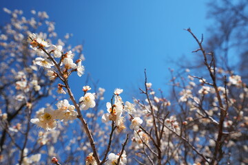 春の訪れを知らせる梅の花の開花