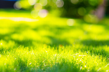 Fototapeta na wymiar Green grass with blurred background. Photo for banner