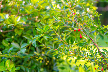 Fototapeta premium Cherry berries hang on a branch against the background of a cherry bush