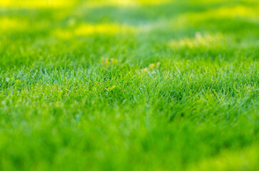 Fototapeta na wymiar Green grass with grass on the background.