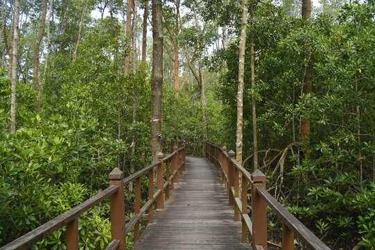 wooden bridge at mangrove forest, located at Tanjung Piai, Johor, Malaysia