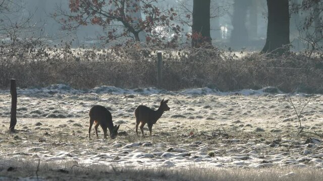Deers grazing in winter on a frozen meadow near forest #4