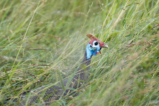 Kruger National Park: Helmeted guinea fowl in long grass