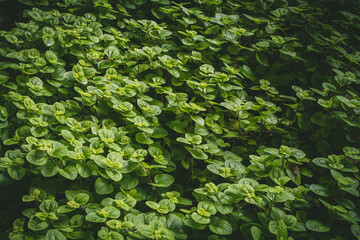 Natural tropical green leaves plants for background use.