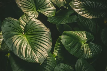 Zelfklevend Fotobehang Natural tropical green leaves plants for background use. © mrwinn
