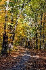 Fototapeta premium Play of shadow and sunlight in a picturesque alley with fallen leaves and yellowed trees in the autumn forest
