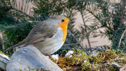 bird, robin, natur, wild lebende tiere, rot, tier, bird, wild, ast,