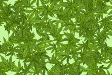 Marijuana leaf pattern on background.