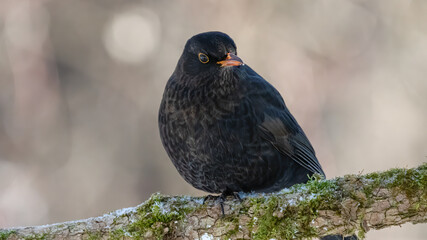 bird, taube, tier, natur, wild lebende tiere, black, amsel, 