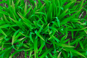 Green leaves close up. The spring bloom. Grass as the background