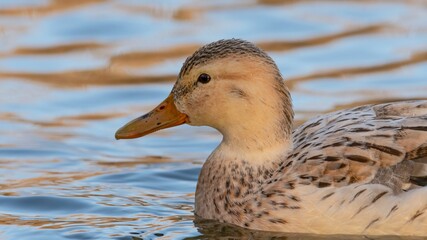 Fototapeta premium ente, wasser, bird, natur, see, stockente, tier, wild lebende tiere, teich