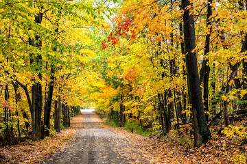 Scenic road covered with fallen leaves in an autumn deciduous forest
