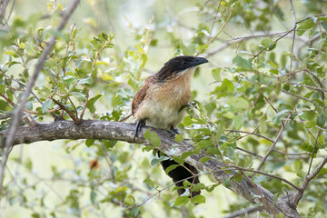 Kruger National Park