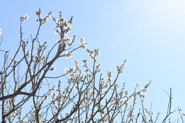 梅の花