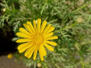 yellow dandelion flower