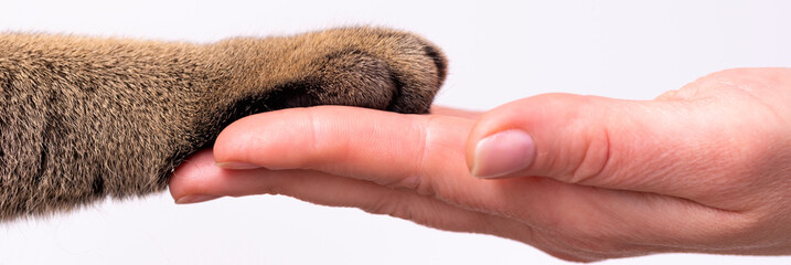 hand and paw of a cat on a white background friendship concept. Pets are friends of man © Natallia