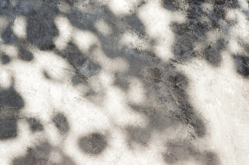 Abstract natural leaves shadows  on gray painting texture background. copy space. floral card
