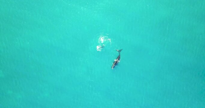Whale Watching - Southern Right Whale Swim At Deep Blue Sea Of Great Australian Bight Near Fowlers Bay, Australia. - aerial