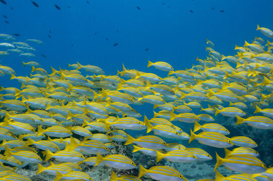 School of Bengal snapper fish in the sea
