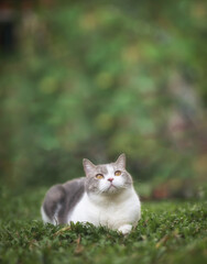 Portrait of the scottish fold cat are sitting in the garden with green grass. White cat are looking something on top.