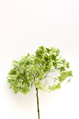 dried green hydrangea flowers bouquets on white background  top view.  poster