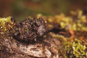 wood burls on tree 